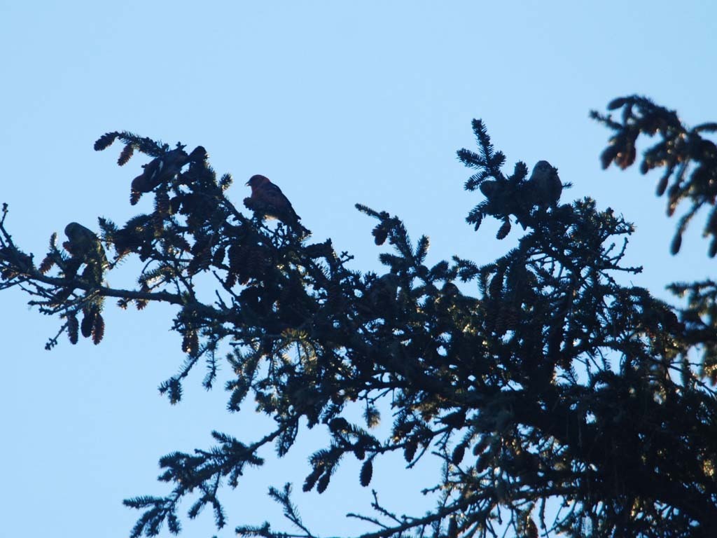 WWCR-BC_White-winged-Crossbill