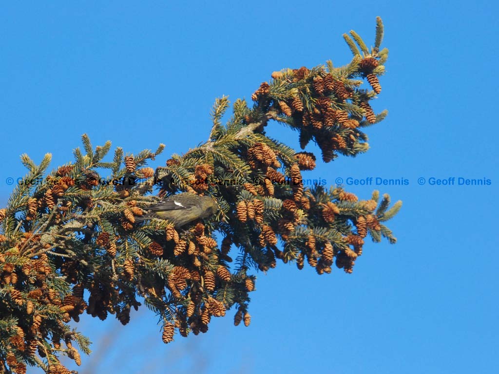 WWCR-BD_White-winged-Crossbill