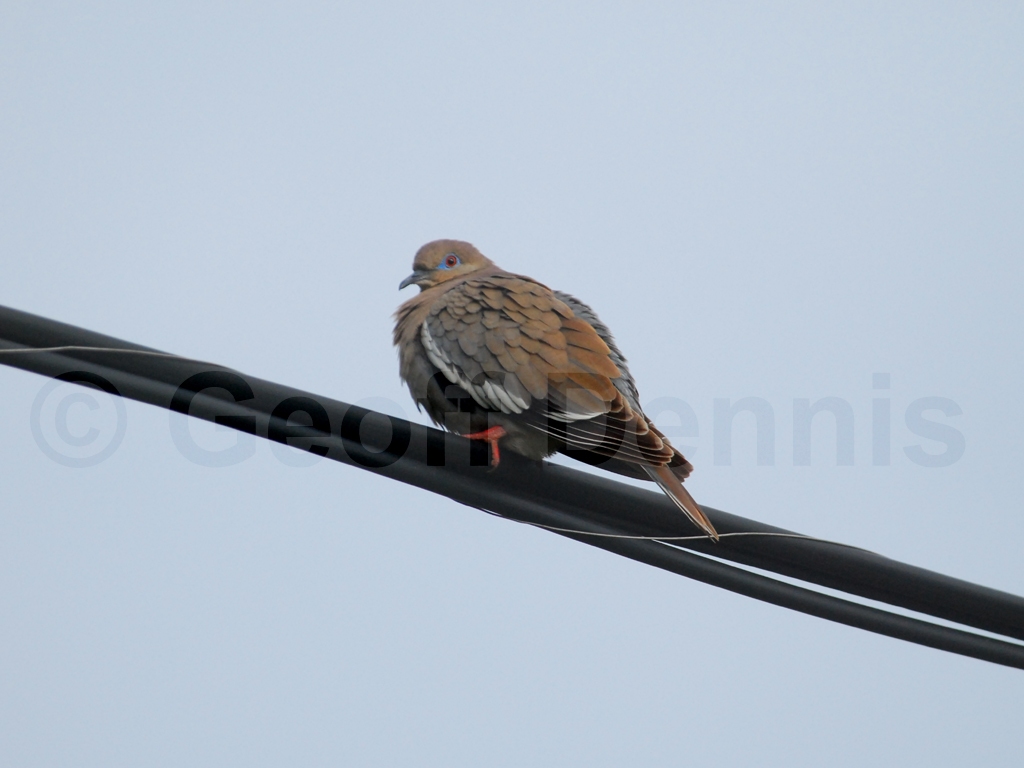 WWDO-AA_White-winged-Dove
