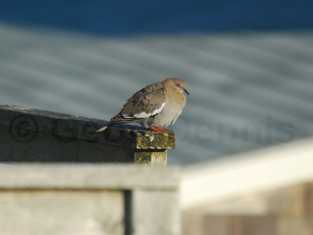 WWDO-AB_White-winged-Dove