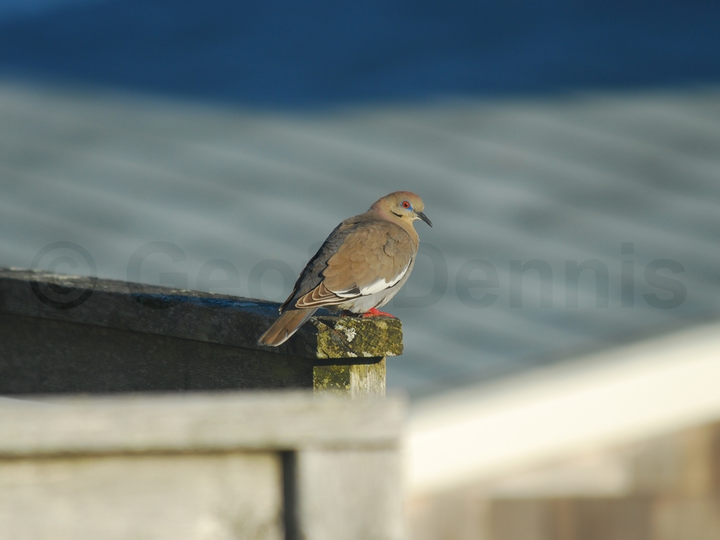 WWDO-AC_White-winged-Dove