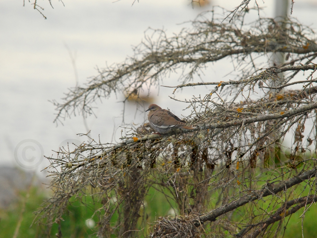 WWDO-AD_White-winged-Dove