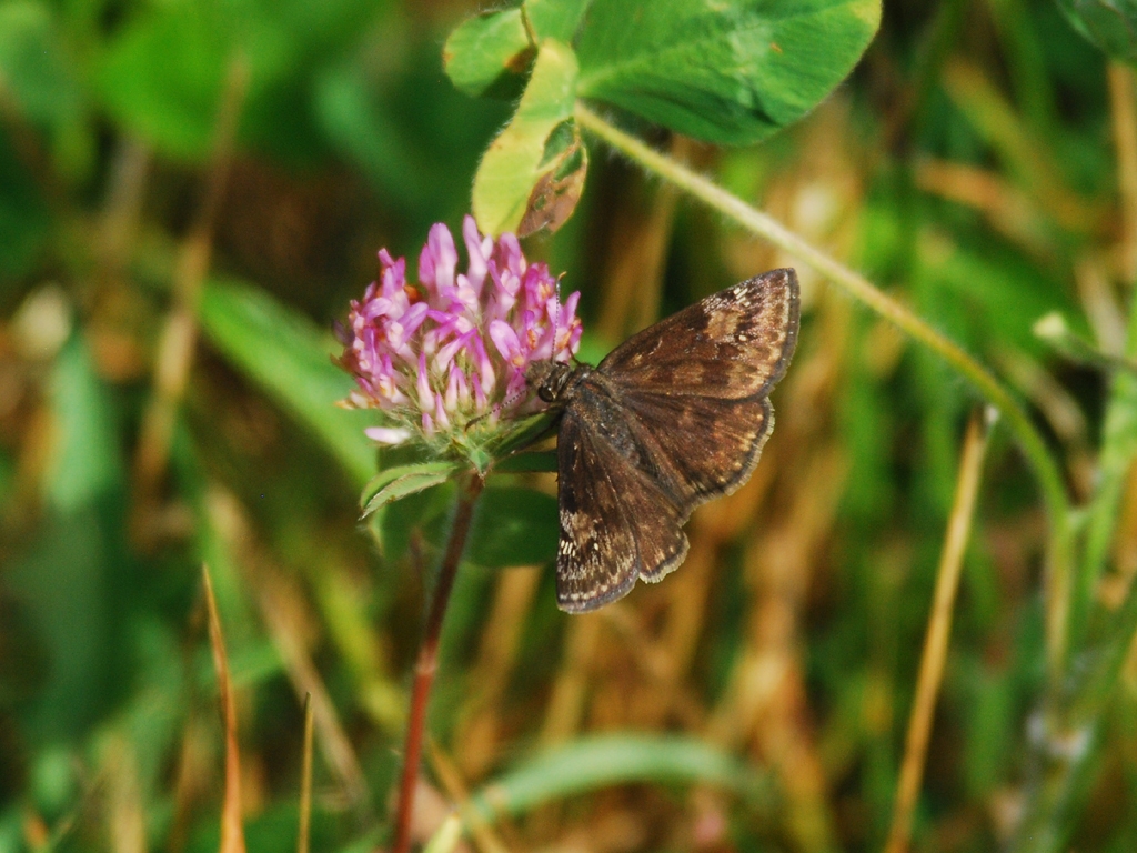 Wild-Indigo-Duskywing-AA