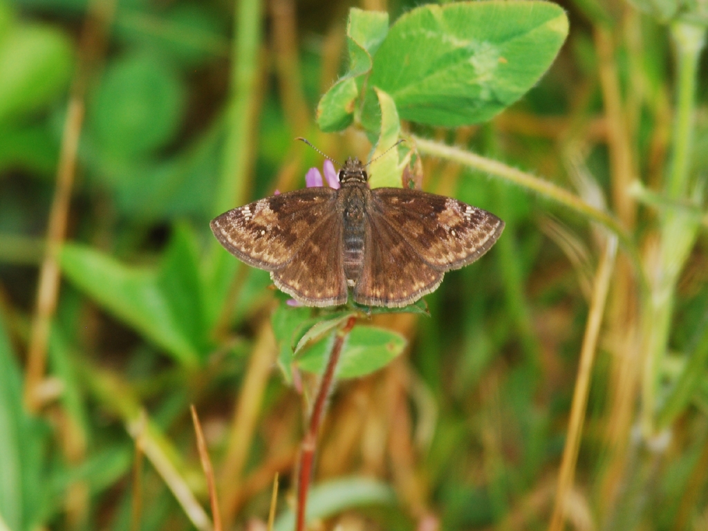 Wild-Indigo-Duskywing-AB