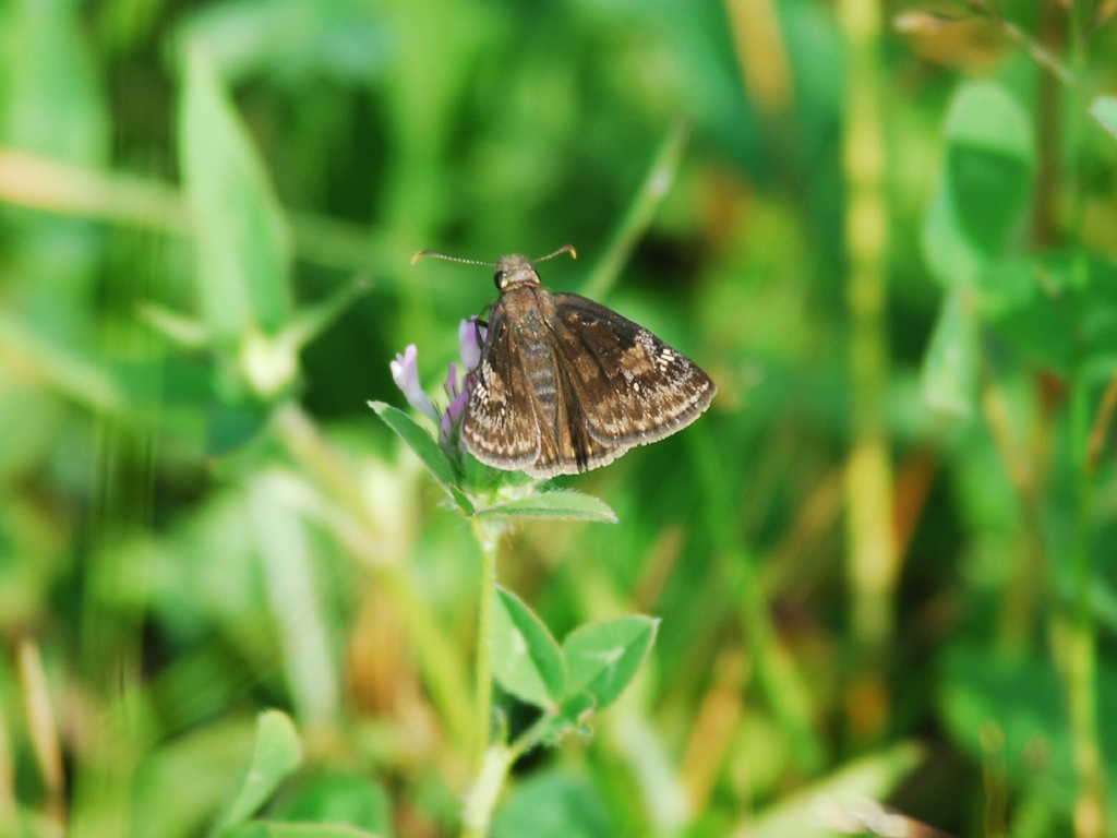 Wild-Indigo-Duskywing-AC