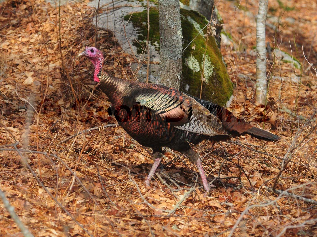 WITU-AA_Wild-Turkey