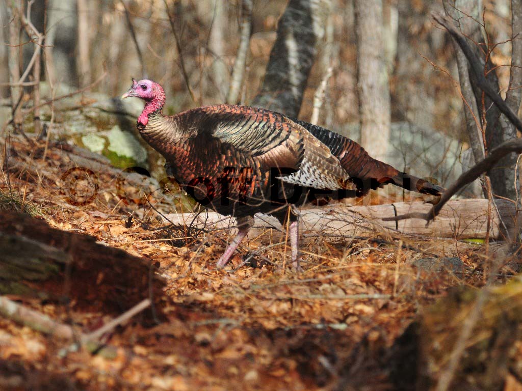 WITU-AB_Wild-Turkey