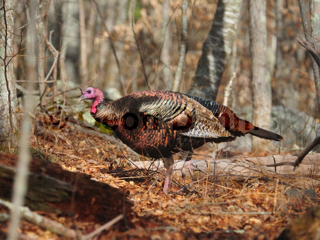 WITU-AC_Wild-Turkey
