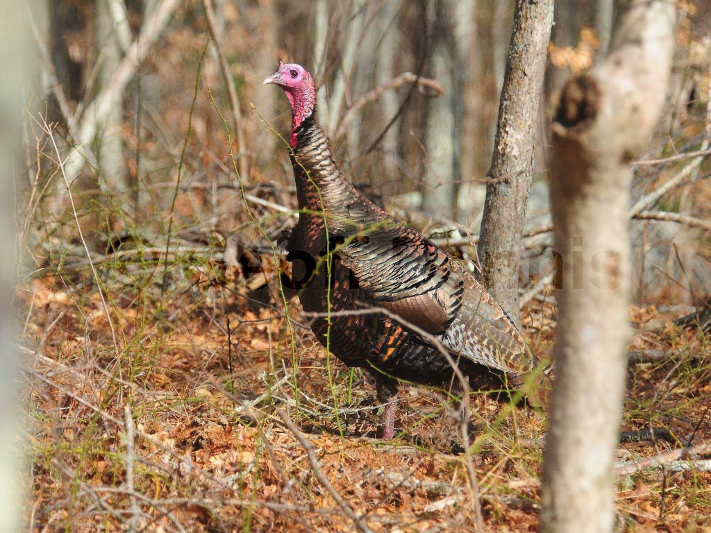 WITU-AD_Wild-Turkey