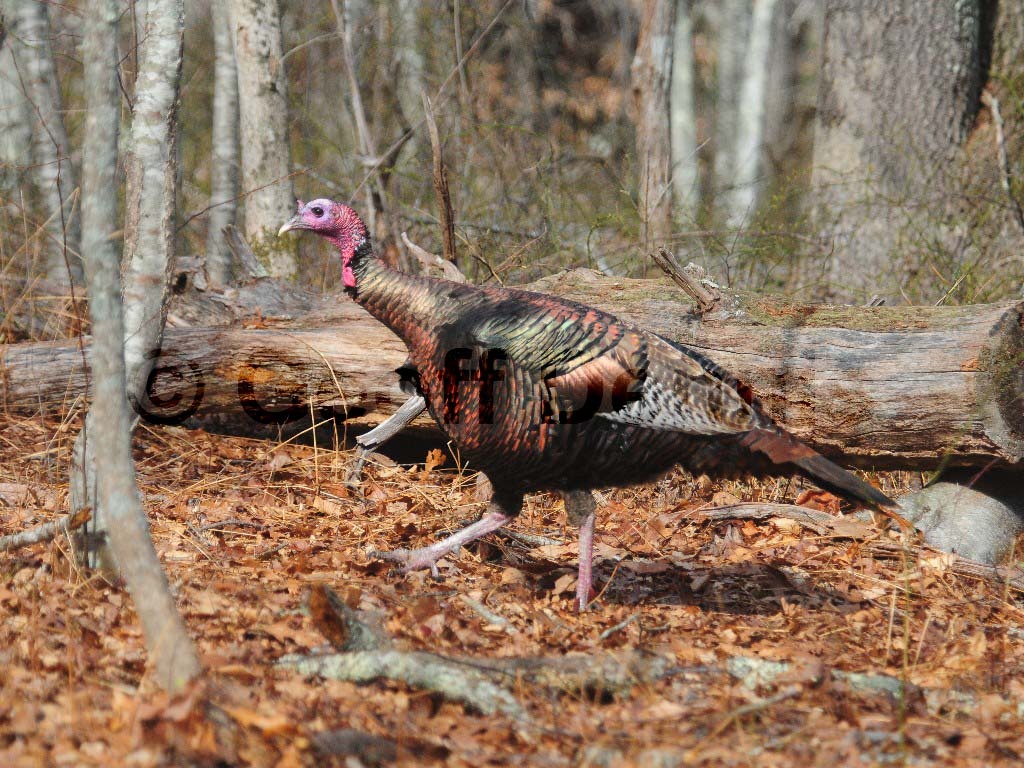 WITU-AE_Wild-Turkey