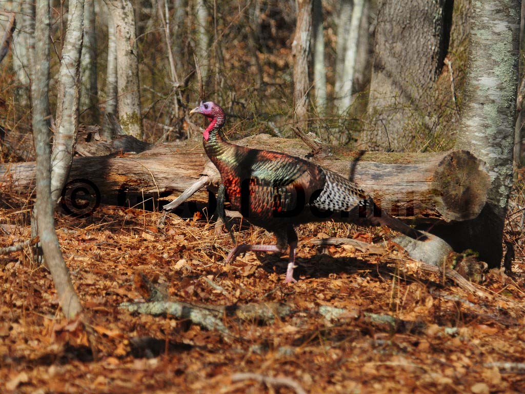 WITU-AF_Wild-Turkey