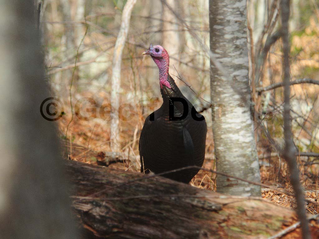 WITU-AG_Wild-Turkey
