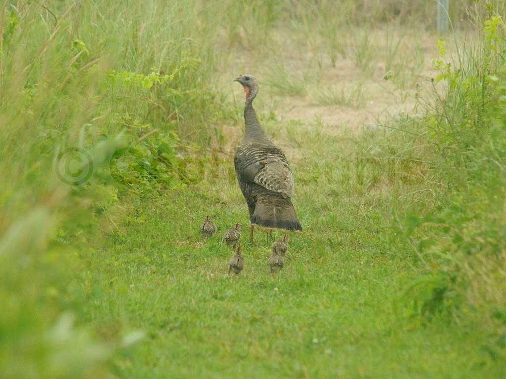 WITU-AH_Wild-Turkey
