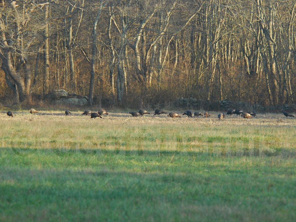 WITU-AI_Wild-Turkey