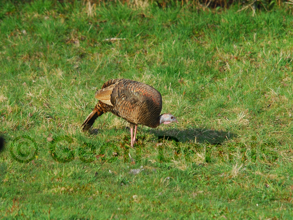 WITU-AJ_Wild-Turkey