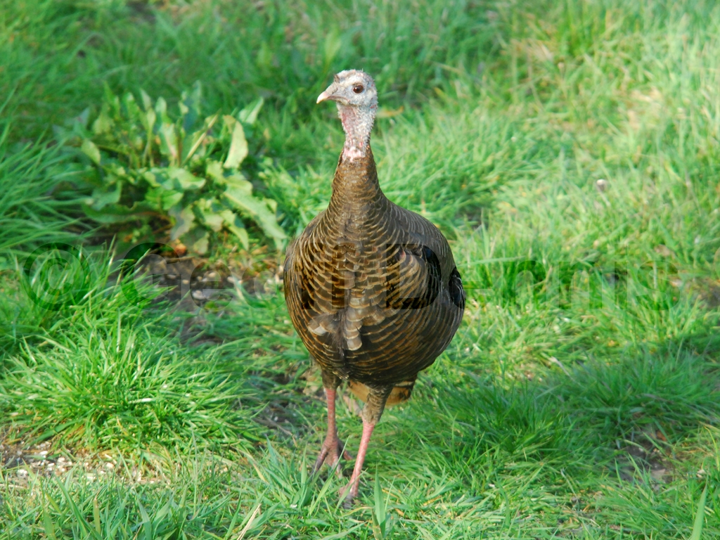 WITU-AK_Wild-Turkey