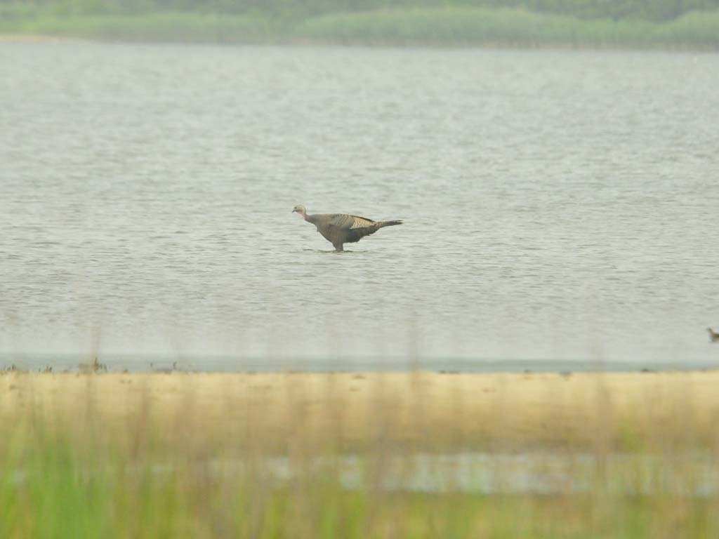 WITU-AL_Wild-Turkey