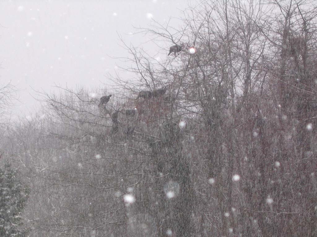 WITU-AM_Wild-Turkey