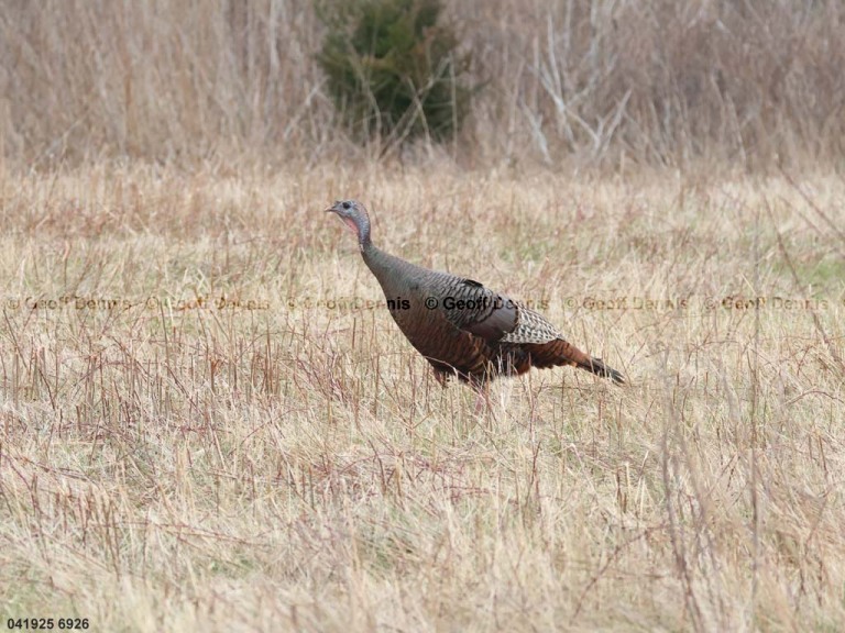 WITU-AN_Wild-Turkey