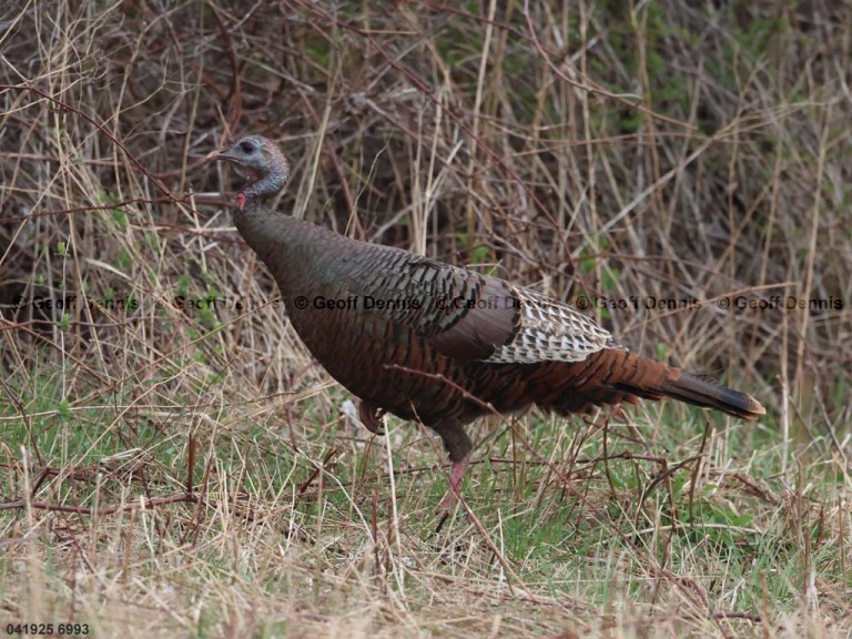 WITU-AO_Wild-Turkey