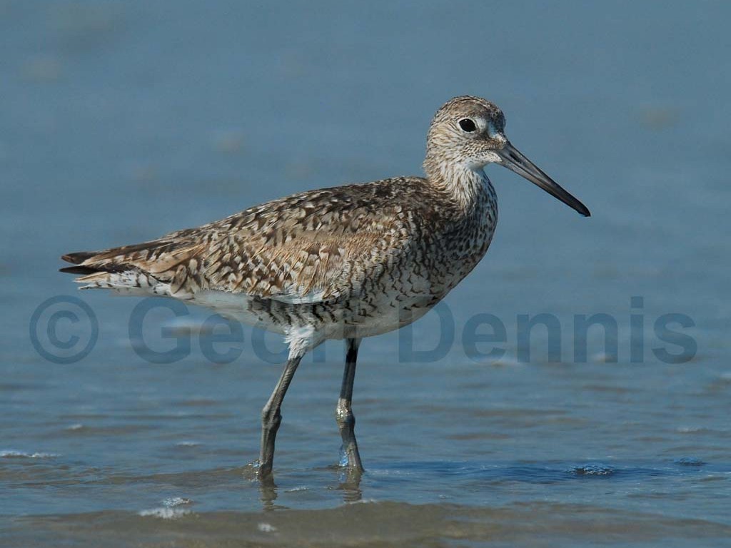 WILL-AD_Willet