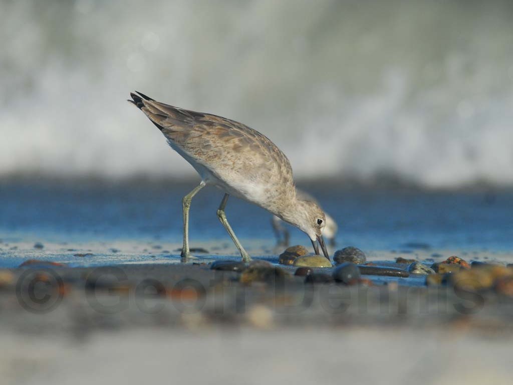 WILL-AM_Willet