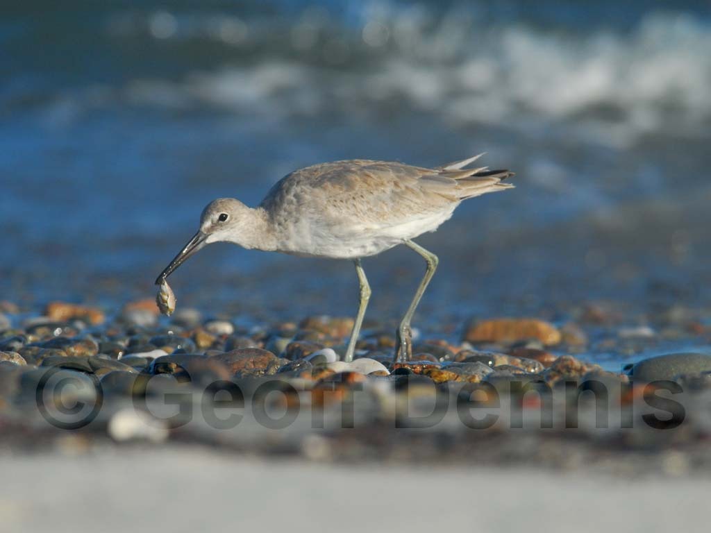 WILL-AN_Willet