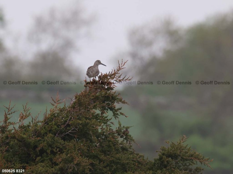 WILL-BC_Willet
