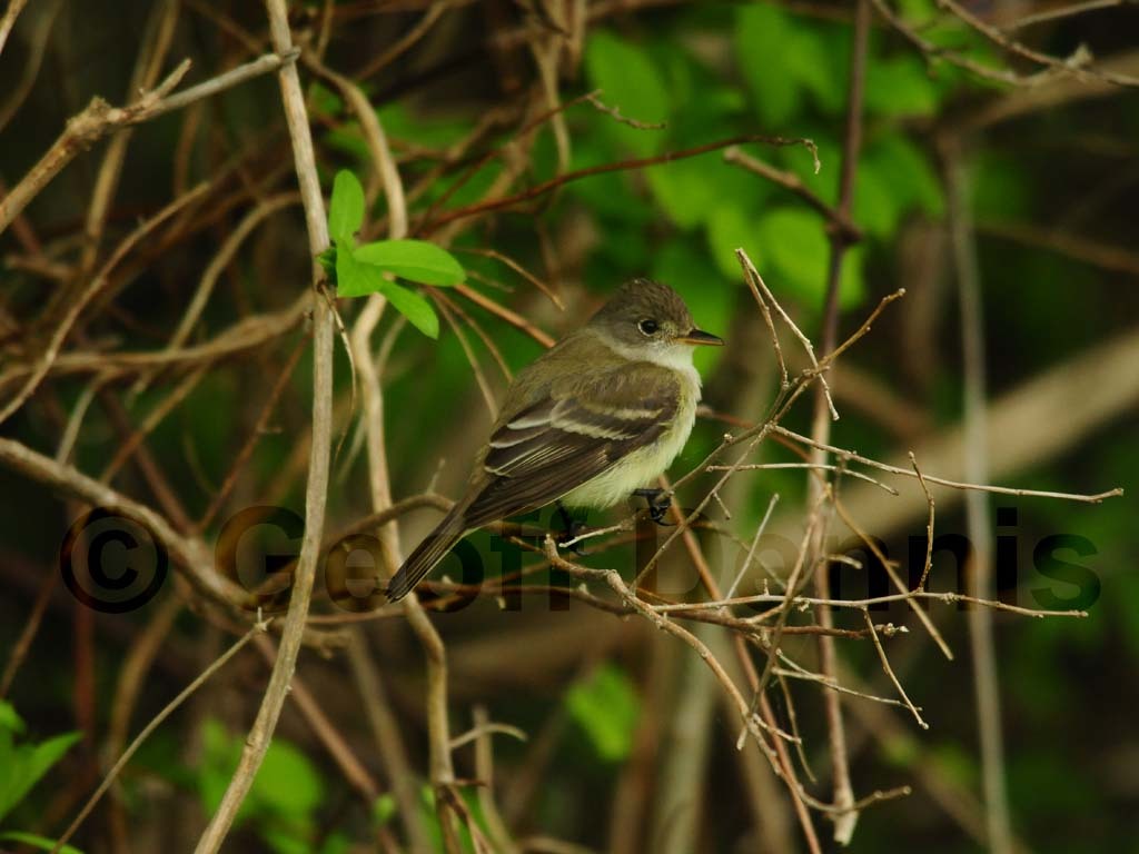 WIFL-AA_Willow-Flycatcher
