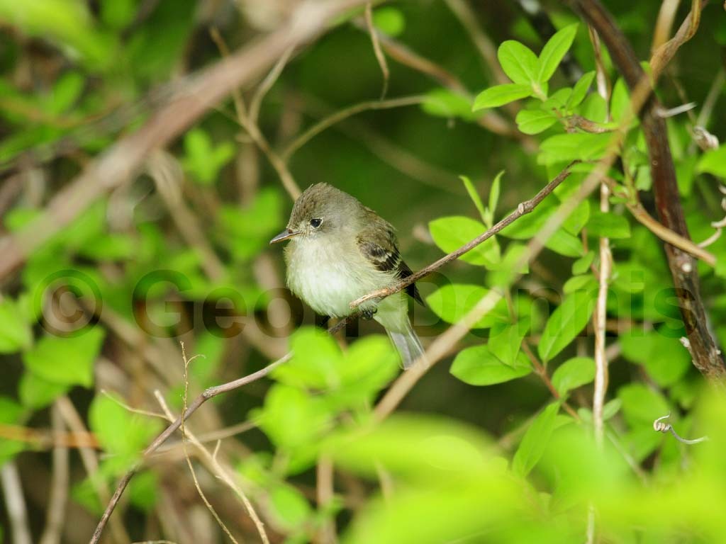 WIFL-AB_Willow-Flycatcher
