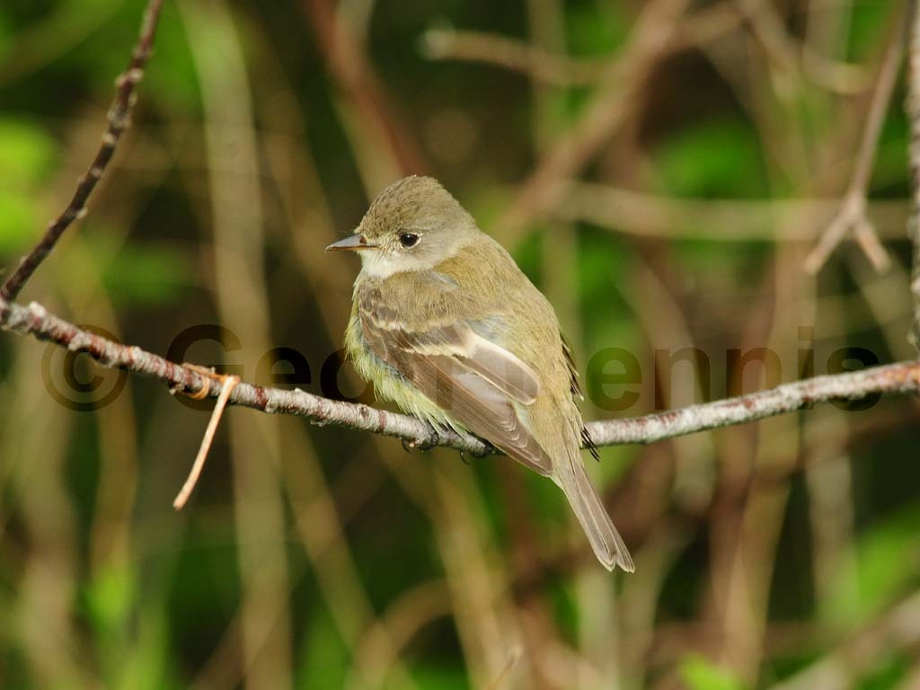 WIFL-AC_Willow-Flycatcher
