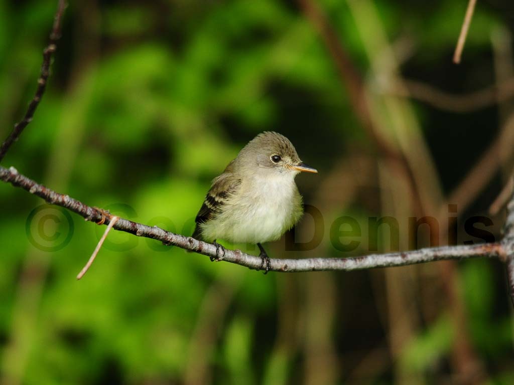 WIFL-AD_Willow-Flycatcher