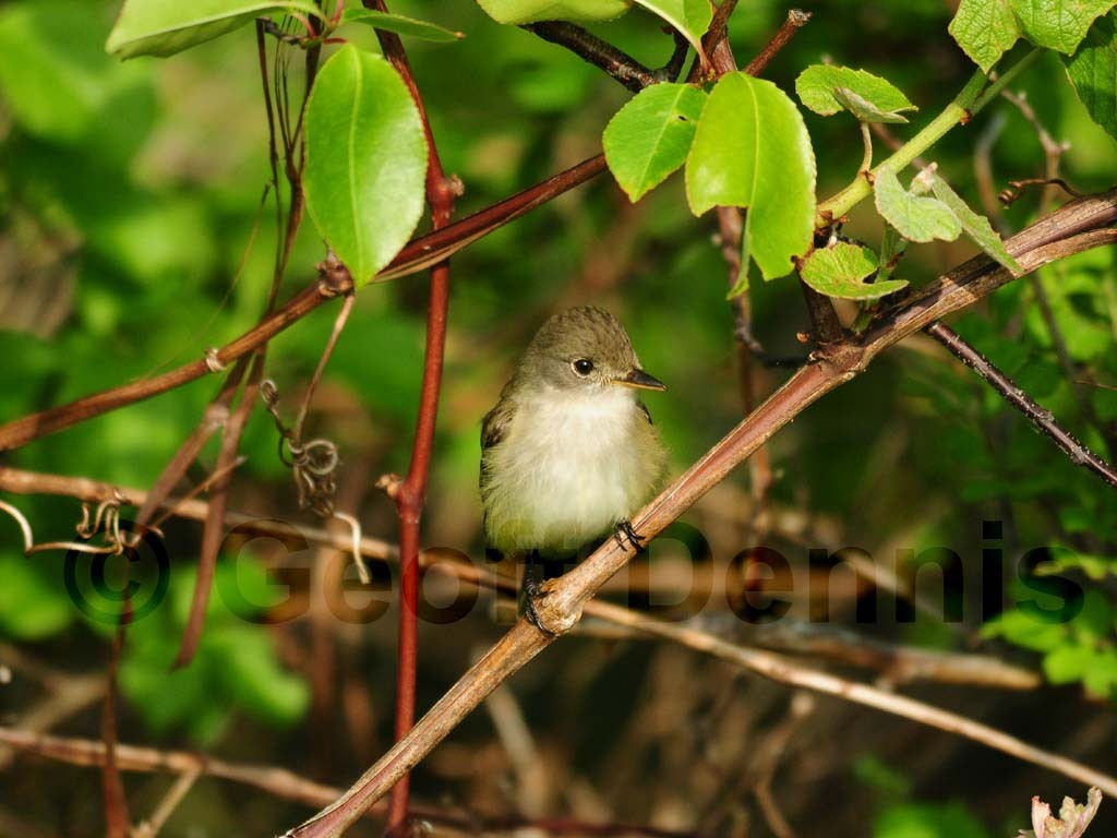WIFL-AE_Willow-Flycatcher