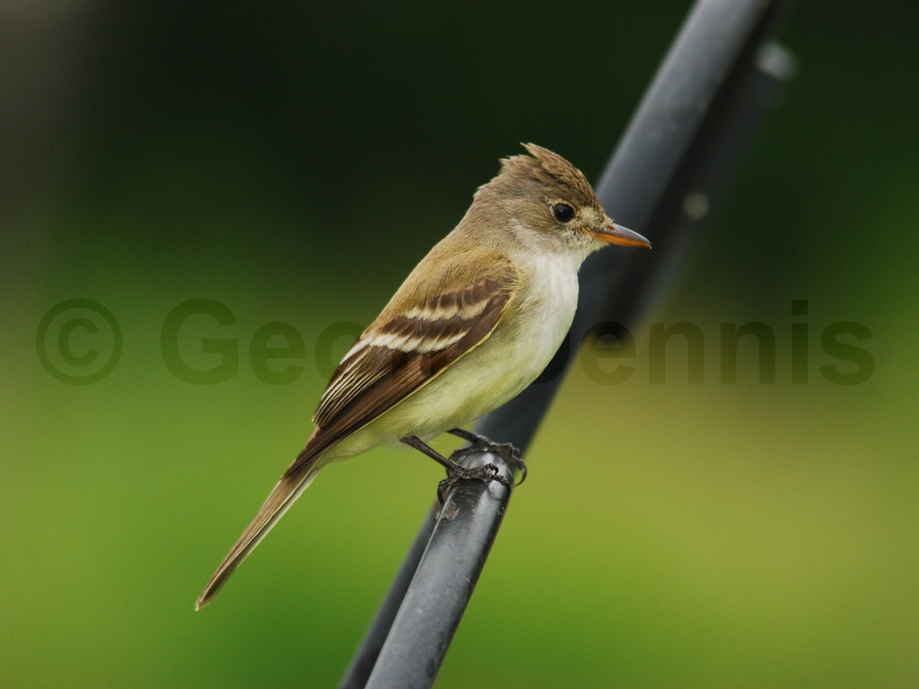 WIFL-AF_Willow-Flycatcher