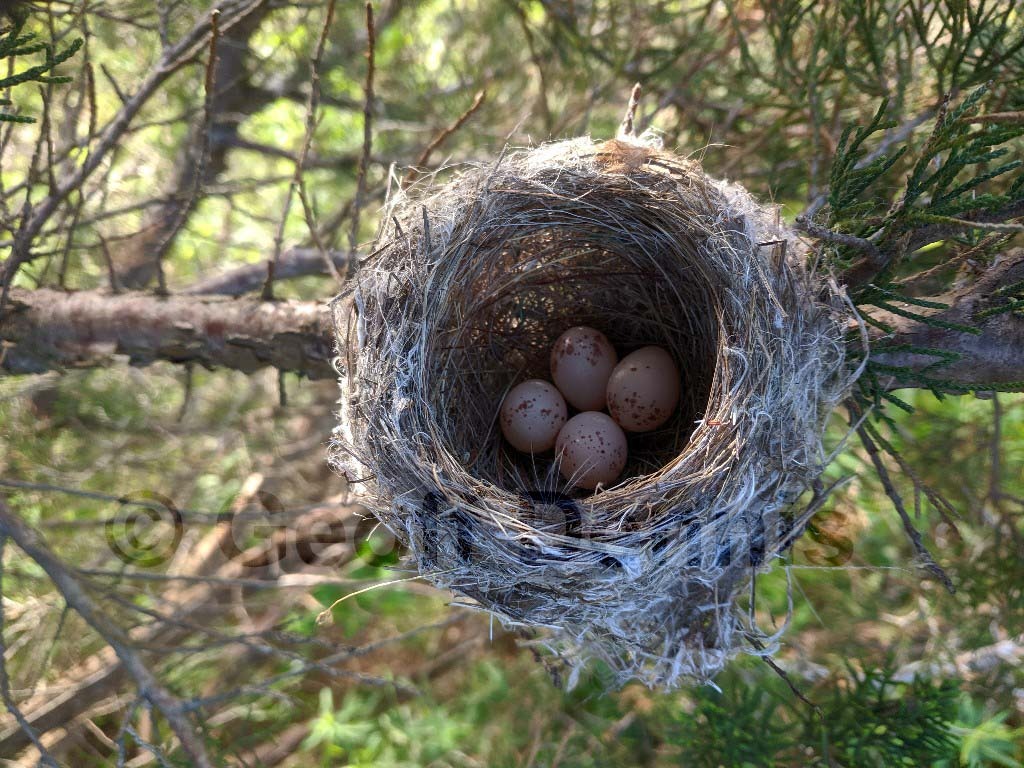 WIFL-AG_Willow-Flycatcher