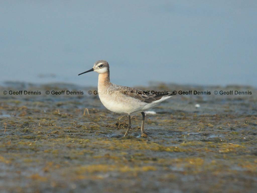 WIPH-AA_Wilsons-Phalarope