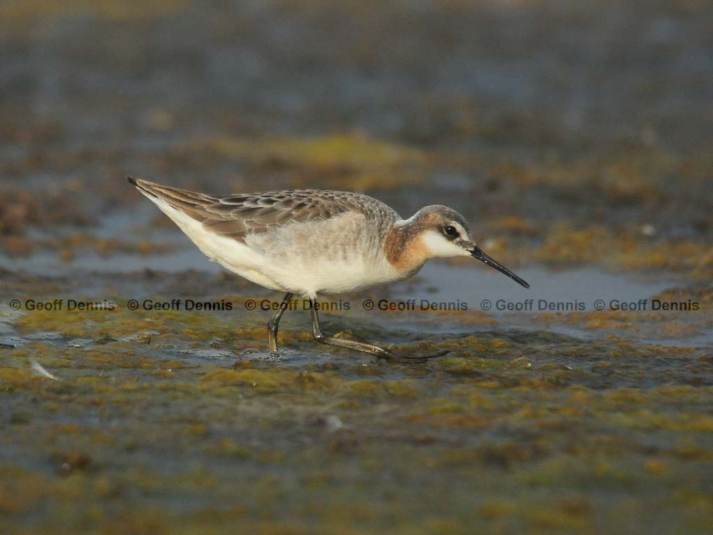 WIPH-AB_Wilsons-Phalarope