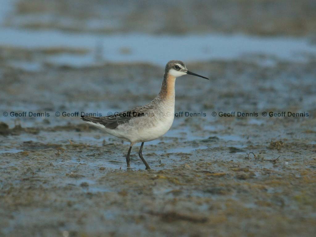 WIPH-AC_Wilsons-Phalarope