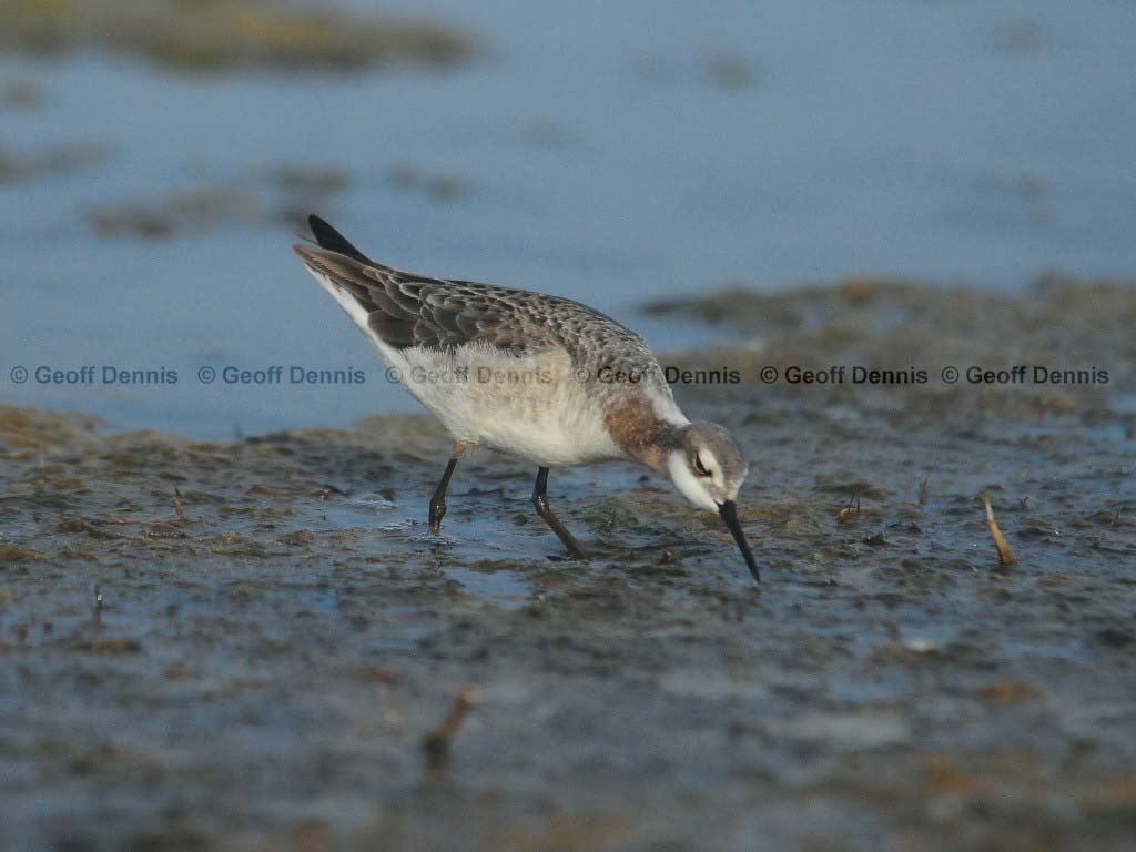 WIPH-AD_Wilsons-Phalarope