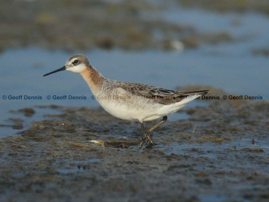 WIPH-AE_Wilsons-Phalarope