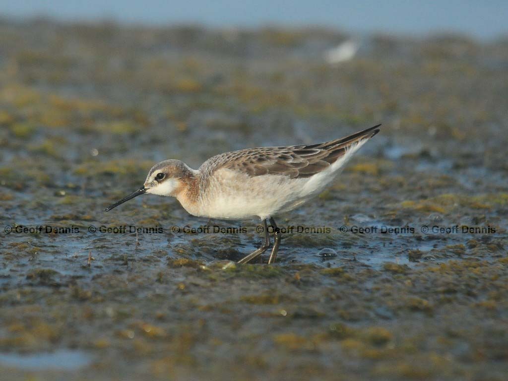 WIPH-AF_Wilsons-Phalarope