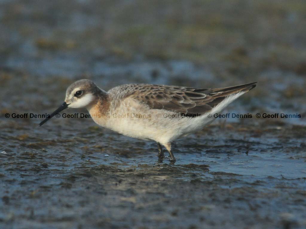WIPH-AG_Wilsons-Phalarope