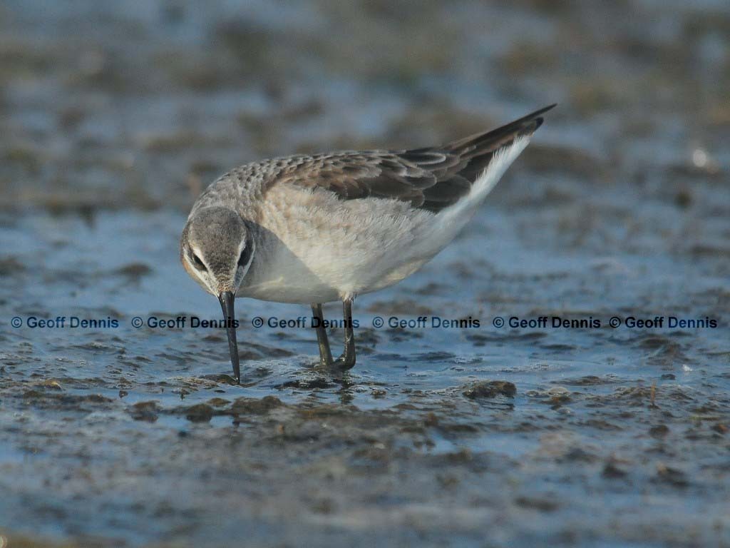 WIPH-AH_Wilsons-Phalarope