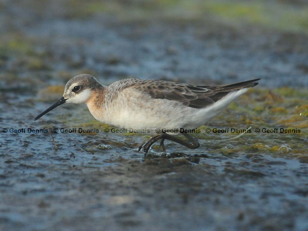 WIPH-AI_Wilsons-Phalarope