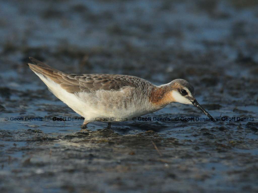 WIPH-AJ_Wilsons-Phalarope