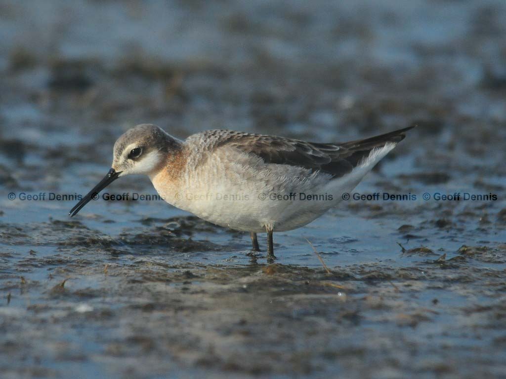 WIPH-AK_Wilsons-Phalarope