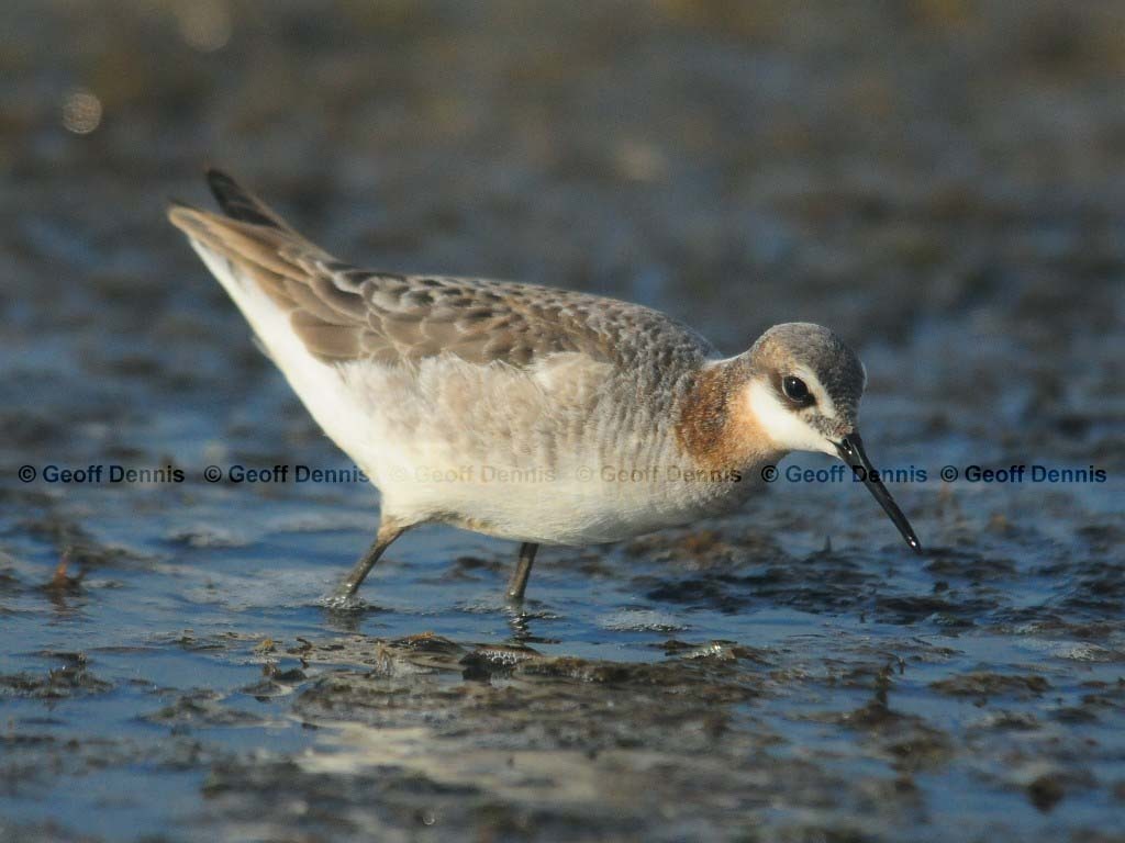 WIPH-AL_Wilsons-Phalarope
