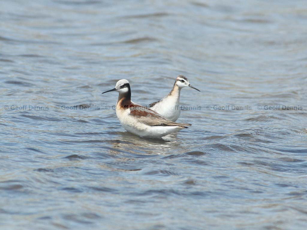 WIPH-AM_Wilsons-Phalarope