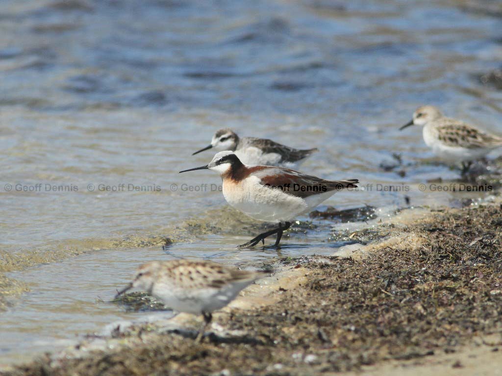 WIPH-AN_Wilsons-Phalarope