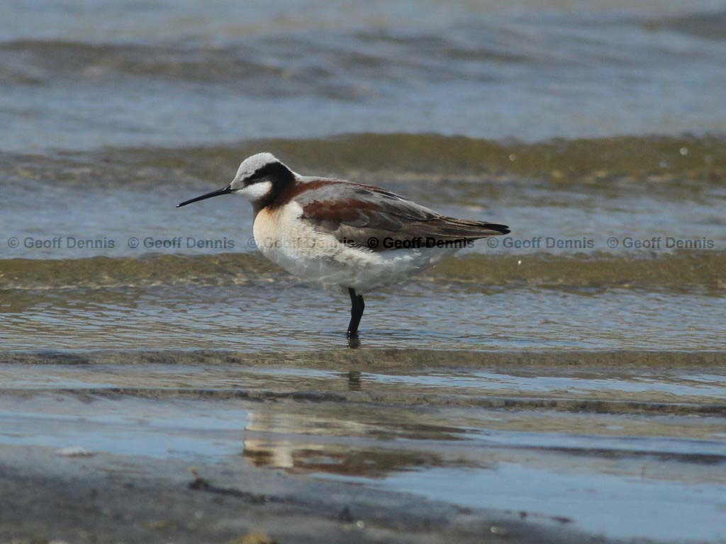 WIPH-AO_Wilsons-Phalarope